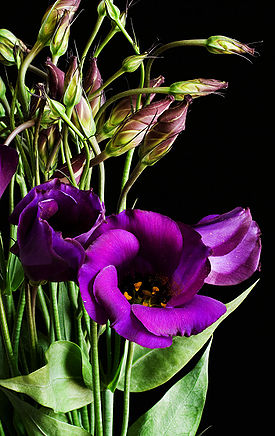 275px-Eustoma_grandiflorum_purple_02