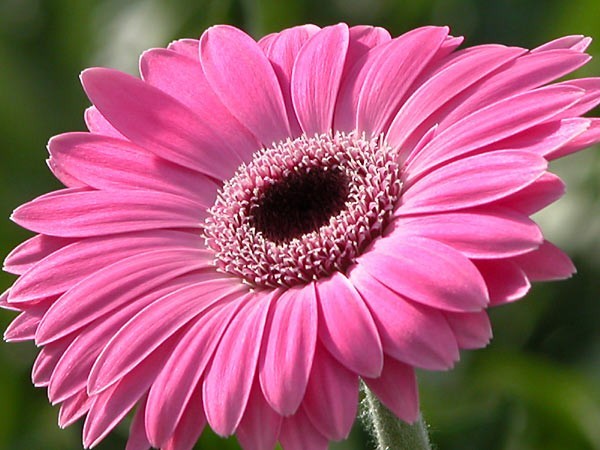 gerbera