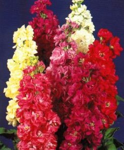 matthiola_incana