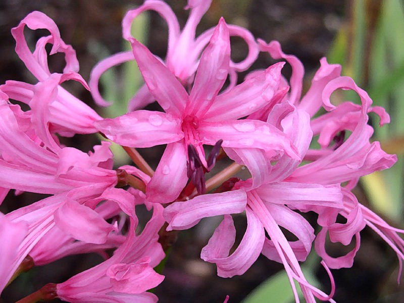 nerine