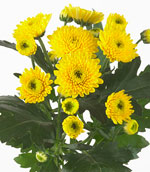 Ibis_Yellow.jpg