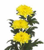 Zembla_Yellow.jpg